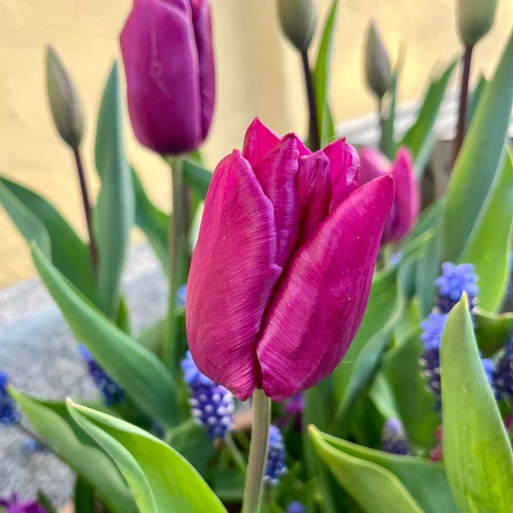 Løgblanding 'Deep Purple'